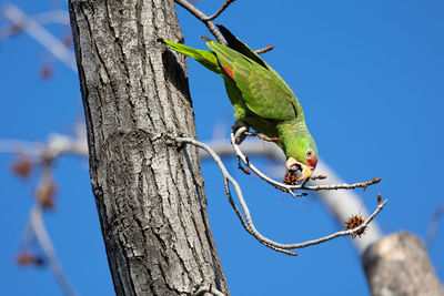 Red crowned parrot eating in a sweetgum tree