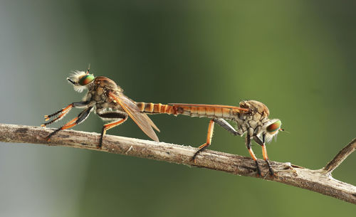 Close-up of insect perching on branch