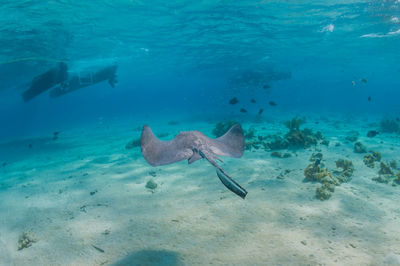 Stingray swimming away from camera