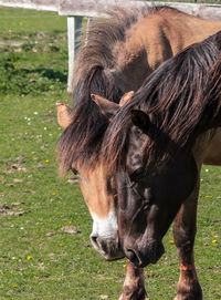 Horse in a field