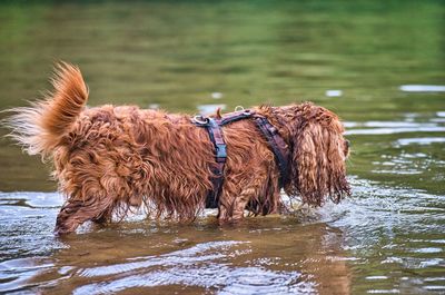 Dog on a lake