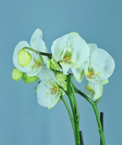 Close-up of white flowers against blue background