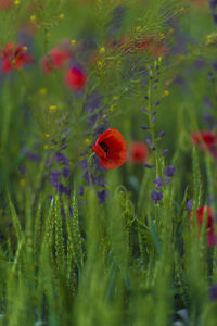 Close-up of red poppy flowers on field