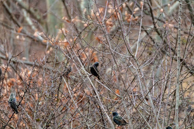 View of bird perching on bare tree