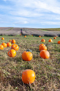 Pick your own pumpkin on farm from pumpkin patch.