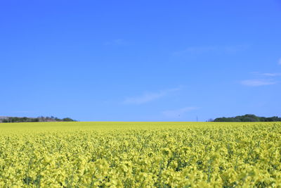 Scenic view of oilseed rape field against blue sky