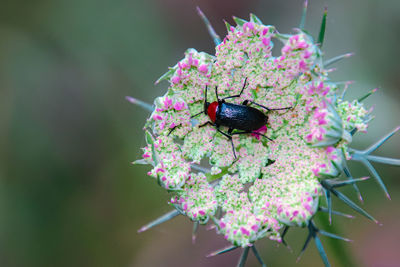 Close-up of insect on pink flower