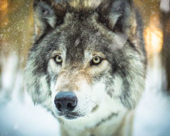 Close-up portrait of dog