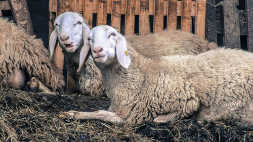 View of a sheep