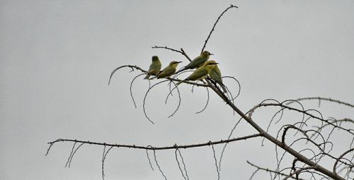 Low angle view of bird perching on plant against sky