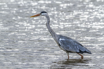 View of a bird