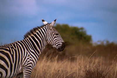 Zebra in the wild