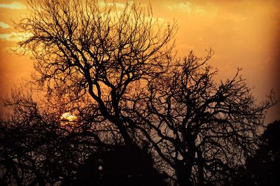 Silhouette of trees at sunset