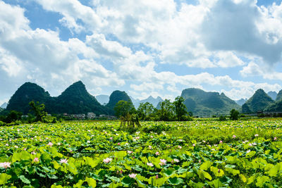 landscape