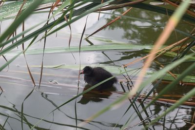 Bird perching on grass in lake