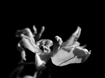 Close-up of flower over black background