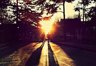 Sun shining through trees