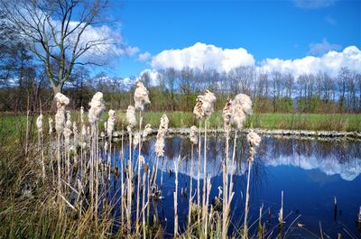 Panoramic shot of dog on lake against sky