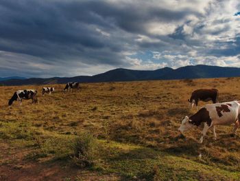 Horses in a field