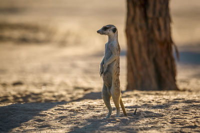 Meerkat looking away