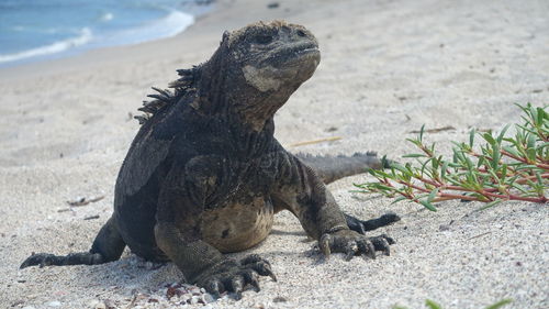 Close-up of lizard on sand at beach