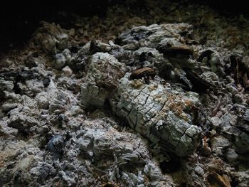 Close-up of lizard on rock