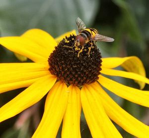 Close-up of bee pollinating on flower