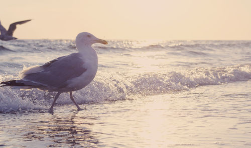 Seagull perching on shore