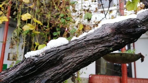 Close-up of tree trunk