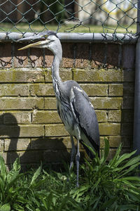 View of bird perching on wall