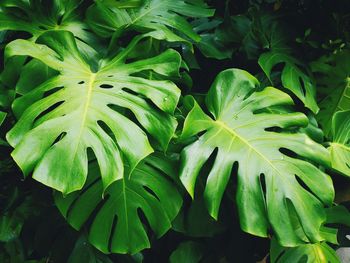 Full frame shot of green leaves