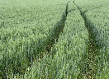 Crops growing on field