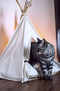 Cat sitting on wooden table