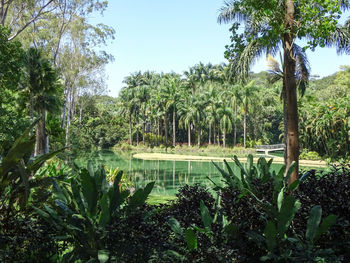 Palm trees by swimming pool against sky