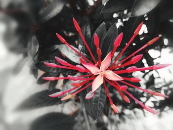 Close-up of red flowering plant