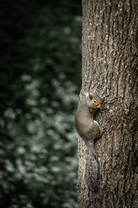 Close-up of squirrel on tree trunk