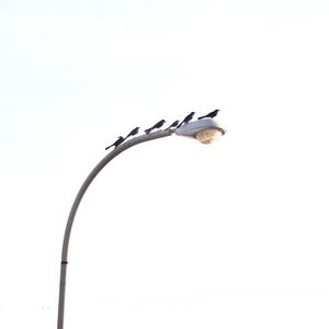 Low angle view of bird perching on white background