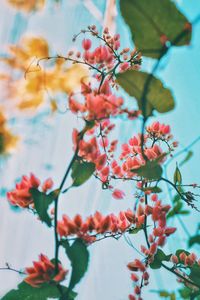 Low angle view of cherry blossoms in spring