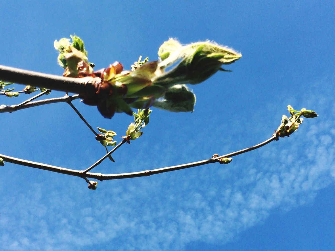 Buds on branches