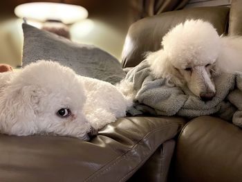 Close-up of dog relaxing on sofa at home