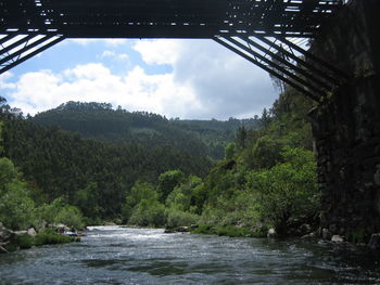 Scenic view of trees against sky