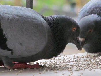 Close-up of birds in water