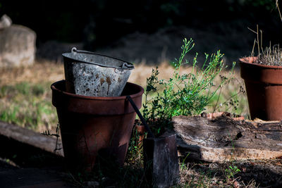 Plants against stone wall