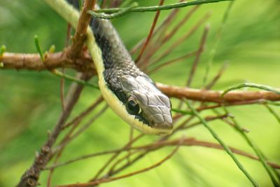 Close-up of lizard on branch