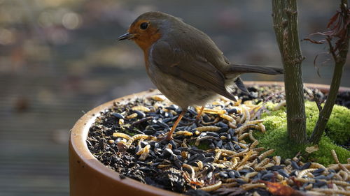 Close-up of bird perching