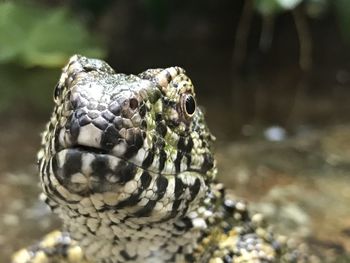 Close-up of lizard on land
