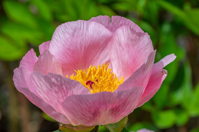 Details of a peony flower - ann arbor - michigan