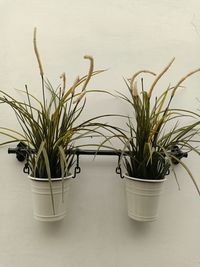 High angle view of potted plant on table against wall