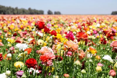 Close-up of multi colored flowers blooming in field