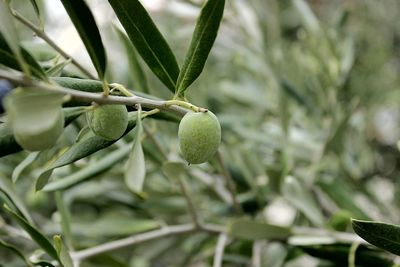 Close-up of fruit growing on tree